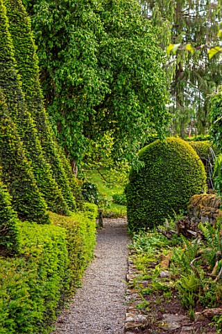 YORK_GATE_YORKSHIRE_PATH_FERNS_POPPIES_CLIPPED_TOPIARY_HEDGES_HEDGING_YEW_TOPIARY_SAILS_SUMMER_JUNE