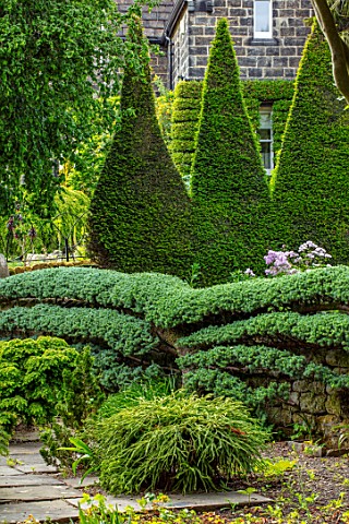 YORK_GATE_YORKSHIRE_ESPALIERED_CEDAR_TRAINED_AGAINST_WALL_CLIPPED_TOPIARY_YEW_TAXUS_HEDGES_HEDGING_J