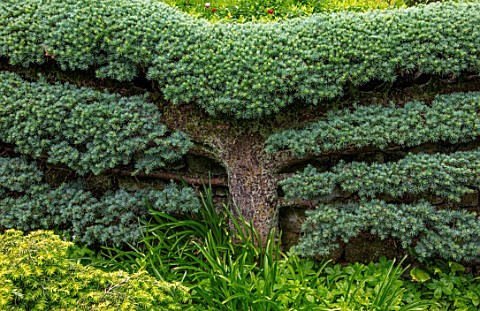 YORK_GATE_YORKSHIRE_ESPALIERED_CEDAR_TRAINED_AGAINST_WALL_CLIPPED_TOPIARY_HEDGES_HEDGING_JUNE_SUMMER