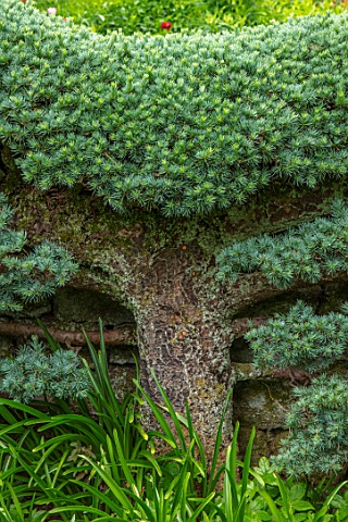 YORK_GATE_YORKSHIRE_ESPALIERED_CEDAR_TRAINED_AGAINST_WALL_CLIPPED_TOPIARY_HEDGES_HEDGING_JUNE_SUMMER
