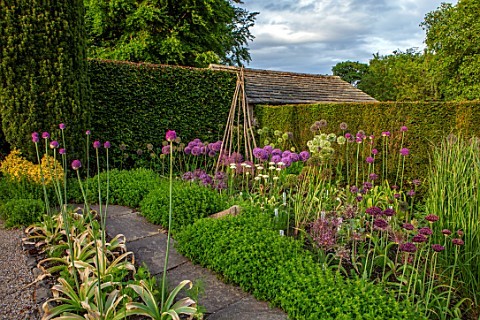 YORK_GATE_YORKSHIRE_HERB_GARDEN_JUNE_SUMMER_CLIPPED_TOPIARY_HEDGES_ALLIUMS_CUTTING_FLOWERS_BLOOMS_BL