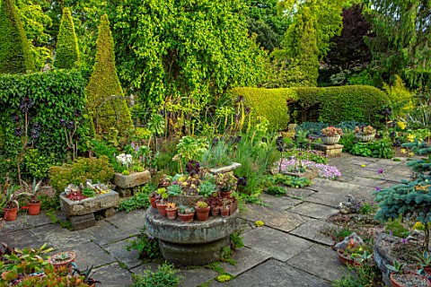 YORK_GATE_YORKSHIRE_JUNE_SUMMER_TERRACE_PATIO_CONTAINERS_WITH_SUCCULENTS_CLIPPED_TOPIARY_HEDGES_HEDG