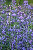 THENFORD, NORTHAMPTONSHIRE: BLUE FLOWERS, BLOOMS OF NEPETA SIBIRICA SOUVENIR DANDRE CHAUDRON, CATMINT