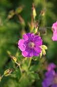 THENFORD, NORTHAMPTONSHIRE: PINK FLOWERS, BLOOMS OF HARDY GERANIUM HYBRID PINK PENNY, PERENNIALS