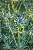 THENFORD, NORTHAMPTONSHIRE:GREEN, BLUE FLOWERS, BLOOMS OF ERYNGIUM GIGANTEUM MISS WILLMOTTS GHOST, SEA HOLLY, PERENNIALS