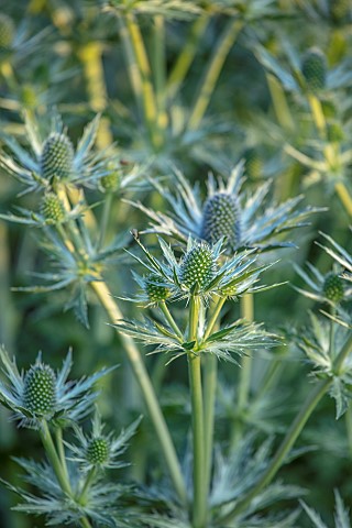 THENFORD_NORTHAMPTONSHIREGREEN_BLUE_FLOWERS_BLOOMS_OF_ERYNGIUM_GIGANTEUM_MISS_WILLMOTTS_GHOST_SEA_HO