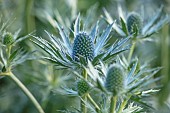 THENFORD, NORTHAMPTONSHIRE:GREEN, BLUE FLOWERS, BLOOMS OF ERYNGIUM GIGANTEUM MISS WILLMOTTS GHOST, SEA HOLLY, PERENNIALS