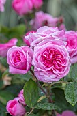 THENFORD, NORTHAMPTONSHIRE: PINK FLOWERS, BLOOMS OF ROSE, DAVID AUSTIN ROSE, ROSA GERTRUDE JEKYLL, ENGLISH SHRUB ROSE