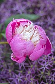 THENFORD, NORTHAMPTONSHIRE: PINK FLOWERS, BLOOMS OF PEONY, PEONIES, PAEONIA, PEONY BOWL OF BEAUTY, PERENNIALS