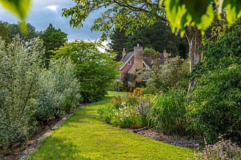 FULLERS_MILL_GARDEN_SUFFOLK_PERENNIAL_FULLERS_MILL_COTTAGE_LAWN_GRASS_PATH_COPPICED_POPULUS_ALBA_KNI