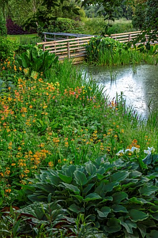 FULLERS_MILL_GARDEN_SUFFOLK_PERENNIAL_THE_MILL_POND_SUMMER_JUNE_POOL_WATER_CANDELABRA_PRIMULAS_WOODE