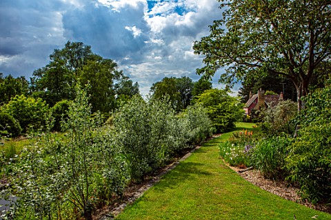 FULLERS_MILL_GARDEN_SUFFOLK_PERENNIAL_FULLERS_MILL_COTTAGE_LAWN_GRASS_PATH_COPPICED_POPULUS_ALBA_KNI