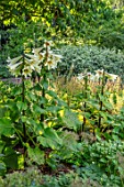 FULLERS MILL GARDEN, SUFFOLK: PERENNIAL, WOODLAND, SHADE, SHADY, WHITE FLOWERS OF CARDIOCRINUM GIGANTEUM, GIANT HIMALAYAN LILY, LILIES, FLOWERING, BLOOMS, BLOOMING