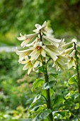 FULLERS MILL GARDEN, SUFFOLK: PERENNIAL, WOODLAND, SHADE, SHADY, WHITE FLOWERS OF CARDIOCRINUM GIGANTEUM, GIANT HIMALAYAN LILY, LILIES, FLOWERING, BLOOMS, BLOOMING