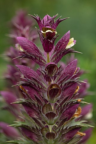 FULLERS_MILL_GARDEN_SUFFOLK_PERENNIAL_CLOSE_UP_OF_RED_YELLOW_FLOWERS_OF_ACANTHUS_DIOSCORIDIS_VAR_PER