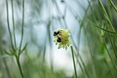 FULLERS MILL GARDEN, SUFFOLK: PERENNIAL, BEE ON CEPHALARIA GIGANTEA, GIANT SCABIOUS, YELLOW, PALE, FLOWERS, BLOOMS, SUMMER, PERENNIALS