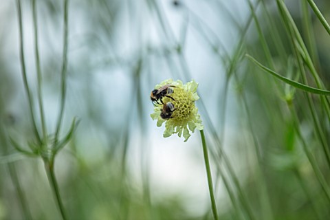 FULLERS_MILL_GARDEN_SUFFOLK_PERENNIAL_BEE_ON_CEPHALARIA_GIGANTEA_GIANT_SCABIOUS_YELLOW_PALE_FLOWERS_