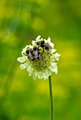 FULLERS MILL GARDEN, SUFFOLK: PERENNIAL, BEES ON CEPHALARIA GIGANTEA, GIANT SCABIOUS, YELLOW, PALE, FLOWERS, BLOOMS, SUMMER, PERENNIALS