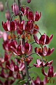 FULLERS MILL GARDEN, SUFFOLK: PERENNIAL, PLANT PORTRAIT OF DARK RED FLOWERS OF LILIES, LILY, MARTAGON, LILIUM RUSSIAN MORNING, BULBS, SHADE, SHADY