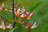 FULLERS MILL GARDEN, SUFFOLK: PERENNIAL, PLANT PORTRAIT OF DARK RED FLOWERS OF LILIES, LILY, MARTAGON, LILIUM RUSSIAN RED, BULBS, SHADE, SHADY