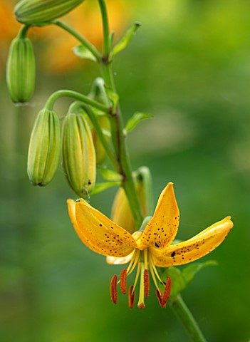 FULLERS_MILL_GARDEN_SUFFOLK_PERENNIAL_PLANT_PORTRAIT_OF_ORANGE_SPOTTED_FLOWERS_OF_LILIES_LILY_MARTAG