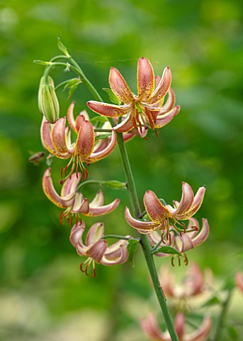 FULLERS_MILL_GARDEN_SUFFOLK_PERENNIAL_PLANT_PORTRAIT_OF_RED_ORANGE_FLOWERS_OF_LILIES_LILY_MARTAGON_L