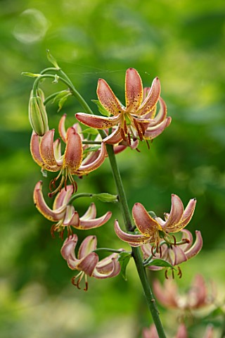 FULLERS_MILL_GARDEN_SUFFOLK_PERENNIAL_PLANT_PORTRAIT_OF_RED_ORANGE_FLOWERS_OF_LILIES_LILY_MARTAGON_L