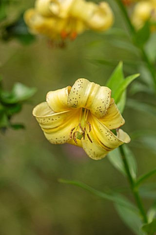 FULLERS_MILL_GARDEN_SUFFOLK_PERENNIAL_PLANT_PORTRAIT_OF_YELLOW_FLOWERS_OF_LILIES_LILY_MARTAGON_BULBS