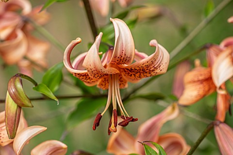 FULLERS_MILL_GARDEN_SUFFOLK_PERENNIAL_PLANT_PORTRAIT_OF_ORANGE_APRICOT_FLOWERS_OF_LILIES_LILY_MARTAG