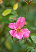 FULLERS MILL GARDEN, SUFFOLK: PERENNIAL, PLANT PORTRAIT OF PINK, RED, PEACH, APRICOT ROSE, ROSA CHINENSIS MUTABILIS, SHRUBS, FLOWERING, BLOOMING, JUNE, SUMMER