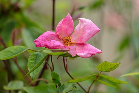 FULLERS_MILL_GARDEN_SUFFOLK_PERENNIAL_PLANT_PORTRAIT_OF_PINK_RED_PEACH_APRICOT_ROSE_ROSA_CHINENSIS_M