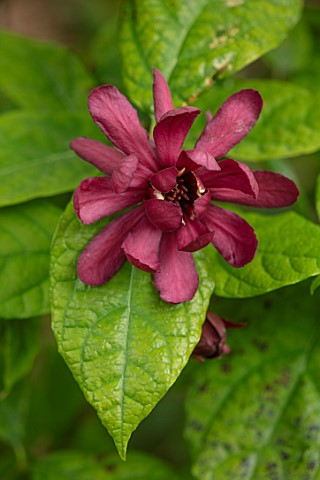 FULLERS_MILL_GARDEN_SUFFOLK_PERENNIAL_PLANT_PORTRAIT_OF_RED_BROWN_PINK_FLOWERS_OF_CALYCANTHUS_X_RAUL