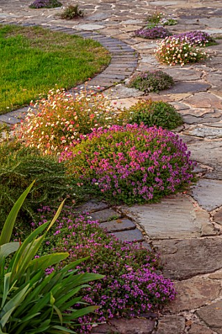 MORTON_HALL_GARDENS_WORCESTERSHIRE_PATH_PATIO_TERRACE_PAVING_THYME_THYMUS_RUSSETINGS_ERIGERON_KARVIN