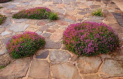 MORTON_HALL_GARDENS_WORCESTERSHIRE_PATH_PATIO_TERRACE_PAVING_THYME_THYMUS_RUSSETINGS_ERIGERON_KARVIN