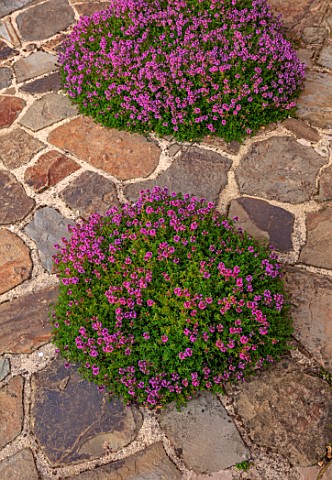 MORTON_HALL_GARDENS_WORCESTERSHIRE_PATH_PATIO_TERRACE_PAVING_THYME_THYMUS_RUSSETINGS_PINK_FLOWERS_FL