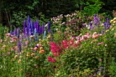 ASHCOMBE, SURREY: COTTAGE GARDEN, JUNE, SUMMER, ROSES, ROSA FOR YOUR EYES ONLY, LOUISE CLEMENTS, MUTABILIS, DELPHINIUM FAUST, PANDORA, ORPHEUS, CLEMATIS NIGHT VEIL