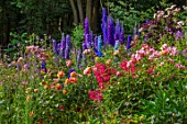 ASHCOMBE, SURREY: COTTAGE GARDEN, JUNE, SUMMER, ROSES, ROSA FOR YOUR EYES ONLY, LOUISE CLEMENTS, MUTABILIS, DELPHINIUM FAUST, PANDORA, ORPHEUS, CLEMATIS NIGHT VEIL