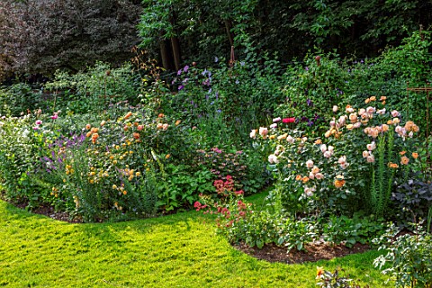 ASHCOMBE_SURREY_COTTAGE_GARDEN_SUMMER_BORDERS_LAWN_ROSES_ROSA_LADY_GARDENER_LADY_OF_SHALLOT_CLEMATIS