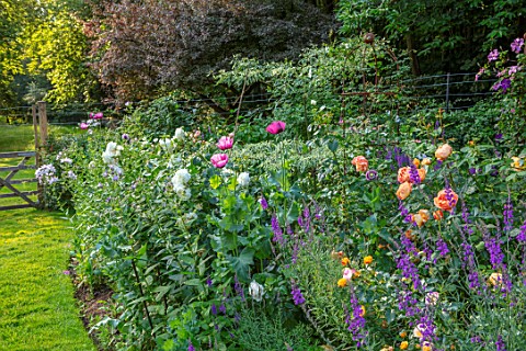 ASHCOMBE_SURREY_COTTAGE_GARDEN_SUMMER_BORDERS_LAWN_ROSES_ROSA_LADY_OF_SHALLOT_OPIUM_POPPIES