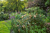 ASHCOMBE, SURREY: COTTAGE GARDEN, SUMMER, BORDERS, LAWN, ROSES, ROSA LADY OF SHALLOT, LAWN