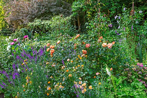 ASHCOMBE_SURREY_COTTAGE_GARDEN_SUMMER_BORDERS_LAWN_ROSES_ROSA_LADY_OF_SHALLOT