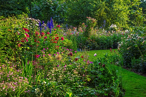 ASHCOMBE_SURREY_COTTAGE_GARDEN_SUMMER_ROSES_DELPHINIUMS_JUNE_BORDERS_LAWN_PATHS_ROSA_THOMAS_A_BECKET