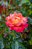 ASHCOMBE, SURREY: PLANT PORTRAIT OF ORANGE, PINK, YELLOW, APRICOT FLOWERS OF ROSE, ROSA JAM AND JERUSALEM, DECIDUOUS, ROSES, JUNE, BLOOMS, BLOOMING, FLOWERING