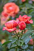 ASHCOMBE, SURREY: PLANT PORTRAIT OF ORANGE, PINK, FLOWERS OF ROSE, ROSA LOUISE CLEMENTS, DECIDUOUS, ROSES, JUNE, BLOOMS, BLOOMING, FLOWERING