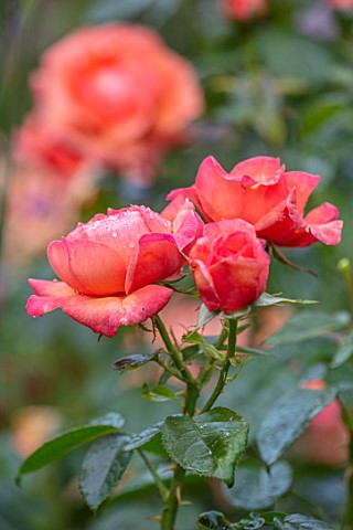 ASHCOMBE_SURREY_PLANT_PORTRAIT_OF_ORANGE_PINK_FLOWERS_OF_ROSE_ROSA_LOUISE_CLEMENTS_DECIDUOUS_ROSES_J
