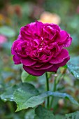 ASHCOMBE, SURREY: PLANT PORTRAIT OF DARK, RED FLOWERS OF ROSE, ROSA WILLIAM SHAKESPEARE, DECIDUOUS, ROSES, JUNE, BLOOMS, BLOOMING, FLOWERING, SCENT, SCENTED, FRAGRANT