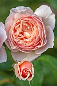 ASHCOMBE, SURREY: PLANT PORTRAIT OF PINK FLOWERS OF ROSE, ROSA QUEEN OF SWEDEN, DECIDUOUS, ROSES, JUNE, BLOOMS, BLOOMING, FLOWERING, SCENT, SCENTED, FRAGRANT, SHRUBS