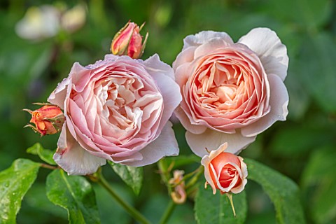 ASHCOMBE_SURREY_PLANT_PORTRAIT_OF_PINK_FLOWERS_OF_ROSE_ROSA_QUEEN_OF_SWEDEN_DECIDUOUS_ROSES_JUNE_BLO
