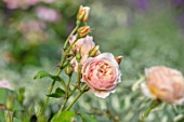 ASHCOMBE, SURREY: PLANT PORTRAIT OF PINK FLOWERS OF ROSE, ROSA QUEEN OF SWEDEN, DECIDUOUS, ROSES, JUNE, BLOOMS, BLOOMING, FLOWERING, SCENT, SCENTED, FRAGRANT, SHRUBS