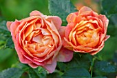 ASHCOMBE, SURREY: PLANT PORTRAIT OF ORANGE FLOWERS OF ROSE, ROSA LADY EMMA HAMILTON, DECIDUOUS, ROSES, JUNE, BLOOMS, BLOOMING, FLOWERING, SCENT, SCENTED, FRAGRANT, SHRUBS